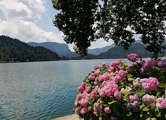 slovenia/lake-bled/restaurant/spica-bar-and-restaurant