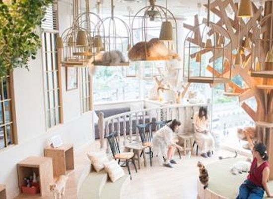 japan/tokyo/restaurant/cat-cafe-mocha-harajuku
