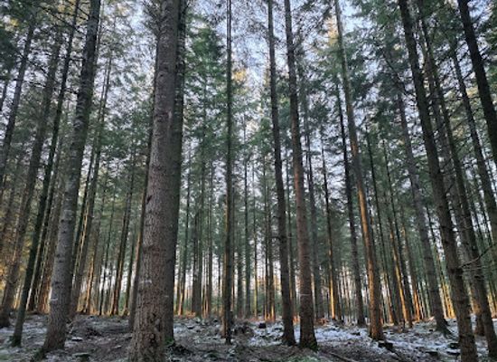 denmark/rold-skov/attraction/rold-skov