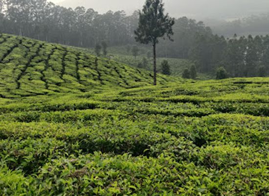 india/munnar/restaurant/saravana-bhavan