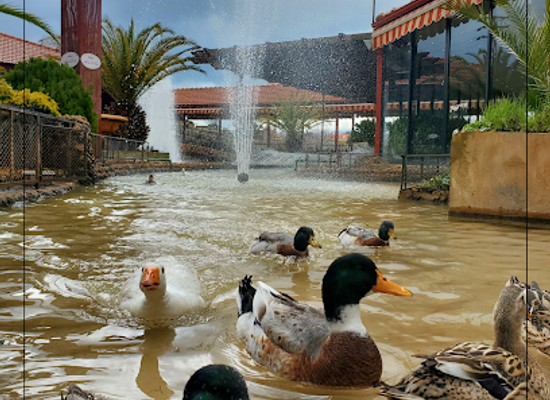 lebanon/anjar/restaurant/hotel-and-restaurant-shallalat-anjar