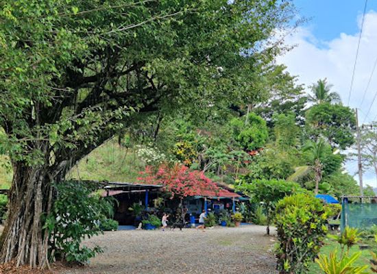 costa-rica/osa-peninsula/restaurant/marisqueria-vista-mar