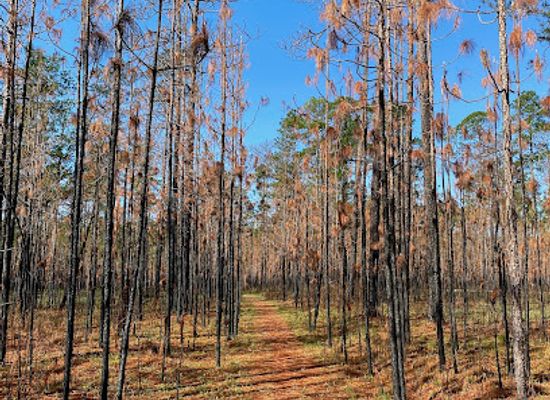 alabama/conecuh-national-forest/restaurant/conecuh-national-forest-trailhead