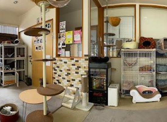 japan/tokyo/restaurant/cats-dogs-cafe