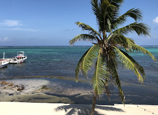 belize/coastal-plains/restaurant/blue-water-grill