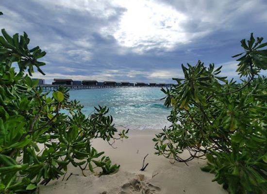maldives/huvadhoo-atoll/restaurant/chef-s-garden-treehouse-at-the-park-hyatt-maldives