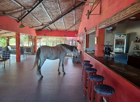 senegal/saint-louis-region/restaurant/la-terrasse-d-afrique