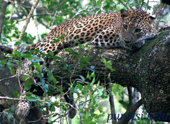 sri-lanka/wilpattu-national-park/restaurant/punsisi-jeep-service-and-restaurant