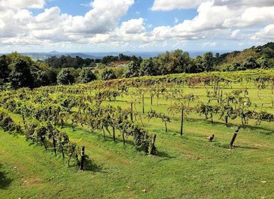 australia/noosa/restaurant/flame-hill-vineyard