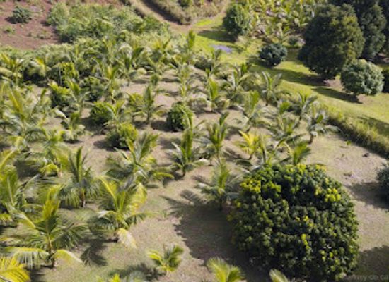 mauritius/chamarel/restaurant/domaine-papou