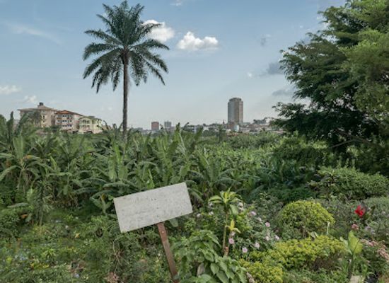 cameroon/centre-region/restaurant/bois-d-ebene