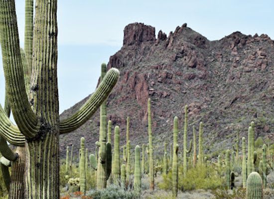 arizona/organ-pipe-cactus-national-monument/restaurant/organ-pipe-cactus-national-monument