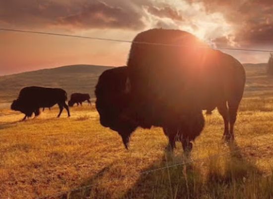 wyoming/uinta-county/restaurant/bear-river-state-park
