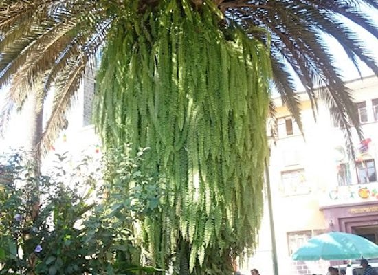 bolivia/cordillera-real/restaurant/ristorante-pizzeria-toto