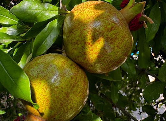 iraq/kurdistan-region/restaurant/doli-alana