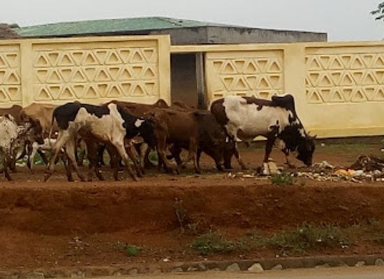 cameroon/ngaoundere/restaurant/boutique-bachirou