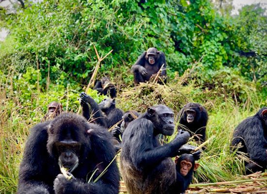 zambia/chimfunshi-wildlife-orphanage/restaurant/chimfunshi-wildlife-orphanage-trust