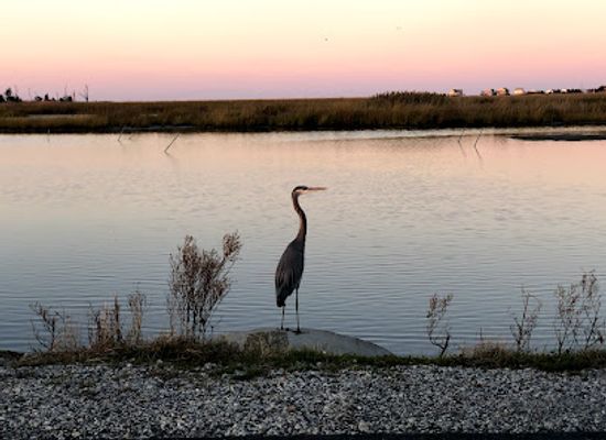 delaware/the-lewes-and-rehoboth-canal-area/restaurant/prime-hook-national-wildlife-refuge