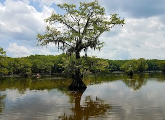 louisiana/north-louisiana/restaurant/shady-glade-cafe