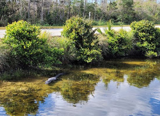 florida/big-cypress-national-preserve/restaurant/florida-trail-southern-terminus