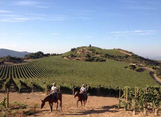 chile/colchagua-valley/restaurant/natural-wine-tours-montgras-colchagua