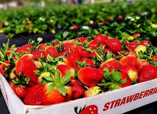 south-africa/cape-town/restaurant/polkadraai-strawberry-farm