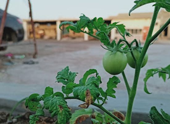 oman/mirbat/restaurant/partyat-restaurant-banquet