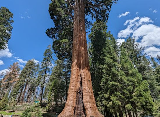 california/sequoia-national-park/restaurant/the-giant-forest