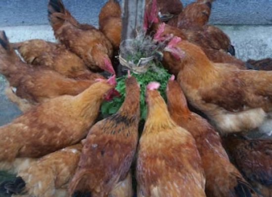 rwanda/muhanga/restaurant/chicken-farmer
