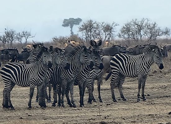 tanzania/mikumi-national-park/restaurant/mikumi-unique-safari