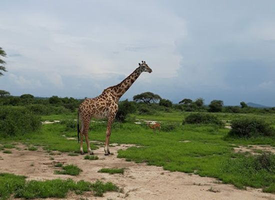 tanzania/ruaha-national-park/restaurant/ruaha-national-park-ingresso