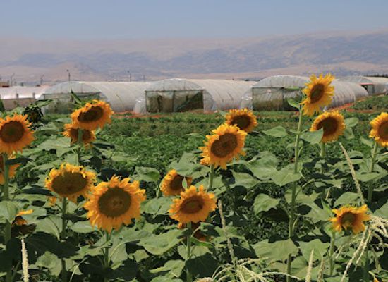 lebanon/bekaa-valley/restaurant/baalbeck-community-farm-lost