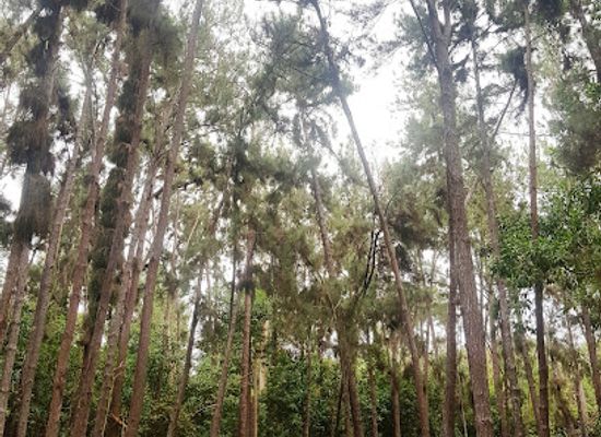 brunei/bukit-shahbandar-recreational-park/restaurant/bukit-shahbandar-gerai-park