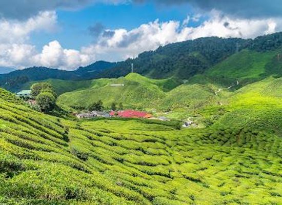 malaysia/cameron-highlands/restaurant/cameron-valley-tea-house-2