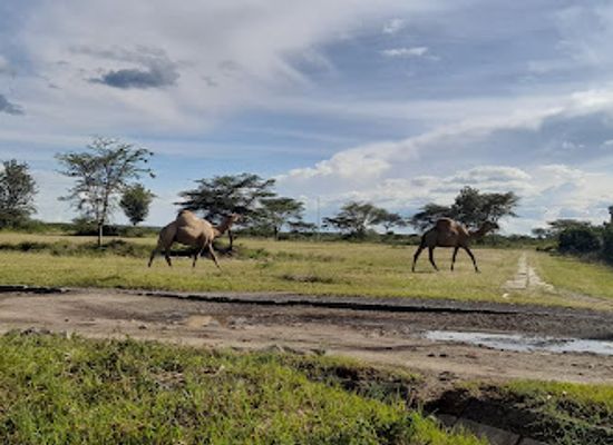 kenya/mount-kenya/restaurant/airmens-mess