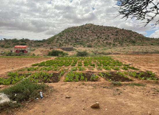 somalia/nugal/restaurant/rabaable