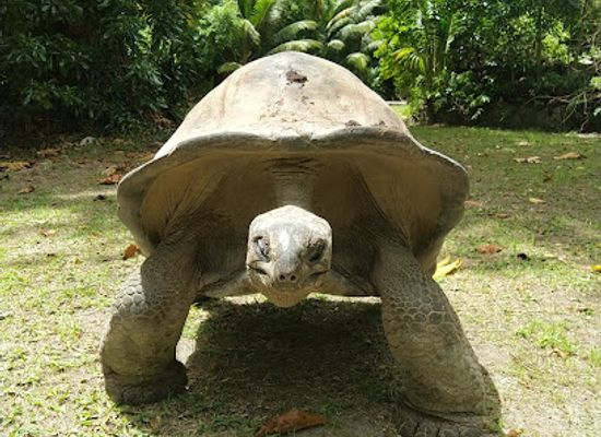 seychelles/ile-d-aurore/restaurant/la-belle-tortue-lodge-restaurant