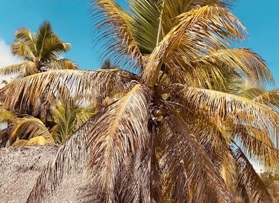 haiti/jacmel/restaurant/la-reference-bar-restaurant