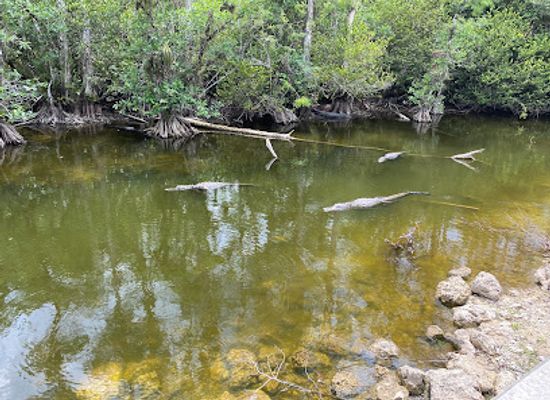 florida/big-cypress-national-preserve/restaurant/nature-trail-tree-snail