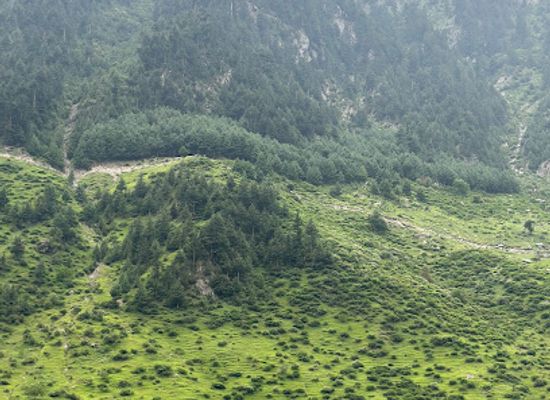 pakistan/kaghan/restaurant/shinwari-ronaq-restaurant