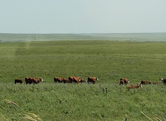kansas/bluestem-pasture/restaurant/flint-hills-national-scenic-byway