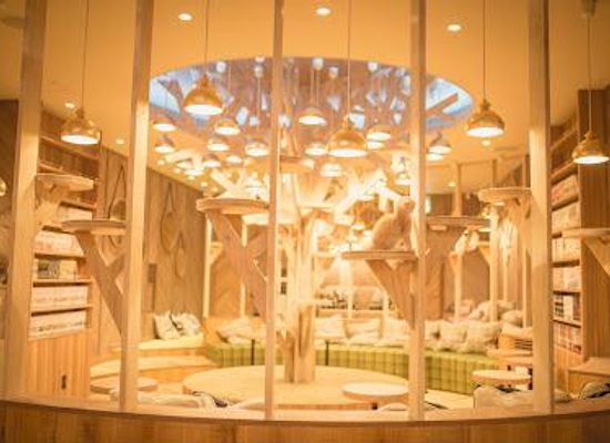 japan/kawachi/restaurant/cat-cafe-mocha-mocha-osaka-shinsaibashi