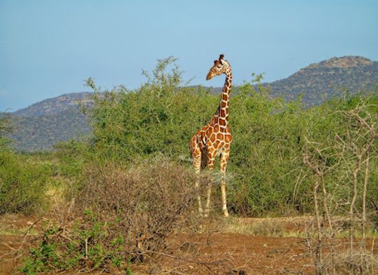kenya/shaba-national-reserve/restaurant/shaba-national-reserve
