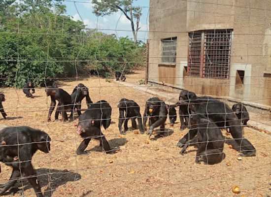 zambia/chimfunshi-wildlife-orphanage/restaurant/chimfunshi-wildlife-orphanage