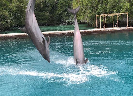 palau/southern-lagoon/restaurant/dolphins-pacific