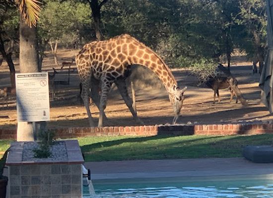 namibia/otjozondjupa/restaurant/otjibamba-lodge