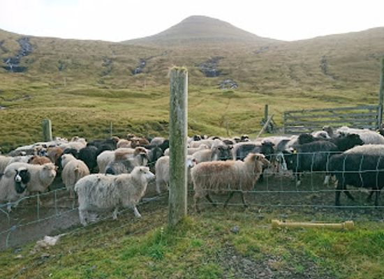 faroe-islands/vagar-island/restaurant/nidristova