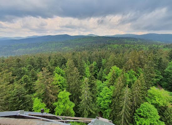 germany/bavarian-forest-national-park/restaurant/baumwipfelpfad-bavarian-forest