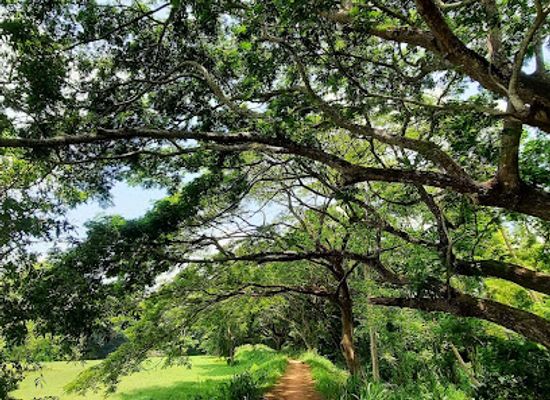 sri-lanka/central-province/restaurant/golden-palm-restaurant