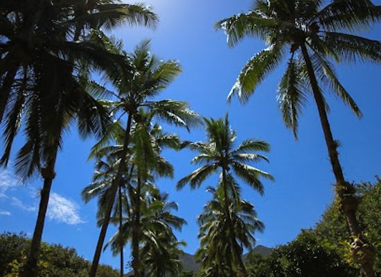 australia/cape-tribulation/restaurant/cape-trib-exotic-fruit-farm
